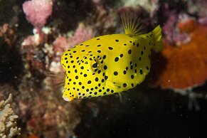 Phuket Marriott Resort & Spa, Merlin Beach