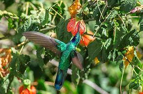 Hotel Taypikala Cusco