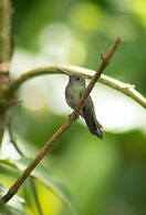 Arenal Manoa & Hot Springs Resort