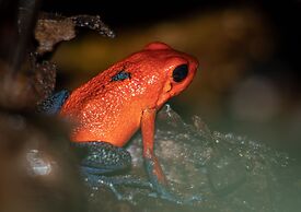 Arenal Manoa & Hot Springs Resort