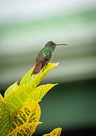 Arenal Manoa & Hot Springs Resort