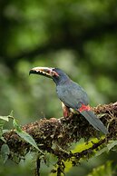 Arenal Manoa & Hot Springs Resort