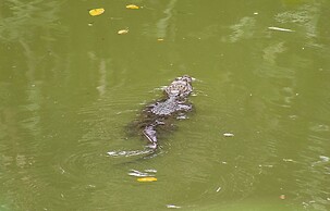 Arenal Manoa & Hot Springs Resort