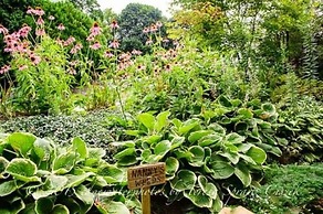 The Queen, A Victorian Bed & Breakfast