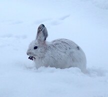 Alaska Halcyon Heights Inn
