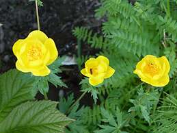 Alaska Halcyon Heights Inn