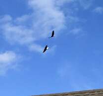 Alaska Halcyon Heights Inn