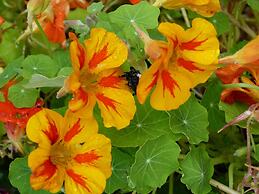 Alaska Halcyon Heights Inn