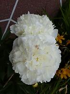 Alaska Halcyon Heights Inn