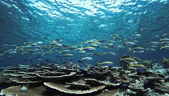 Bandos Maldives - One Way Transfer FREE for stays from 1st May till 30