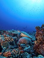 Bandos Maldives - One Way Transfer FREE for stays from 1st May till 30