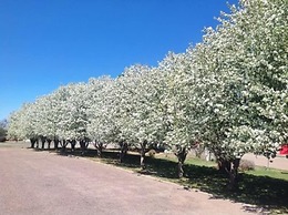 Claremont Inn & Winery