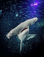 Hilton Garden Inn Atlanta Downtown