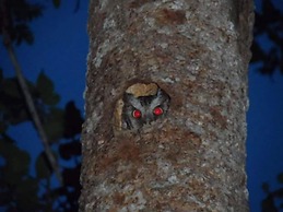 Hotel Villas Chicanna