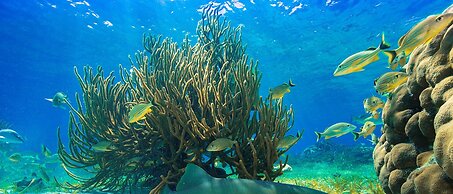 Chabil Mar Luxury Villas - Guest Exclusive Beach Resort