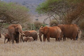 Salt Lick Safari Lodge