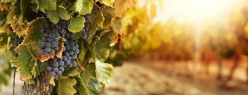 The Woodbridge Waterfront Rooms.