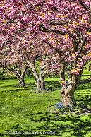 Los Gatos Bed & Breakfast