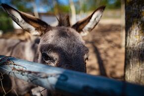 Hotel Villa Rizzo Resort & Spa