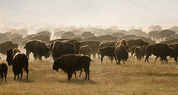 Hotel Terra Jackson Hole - A Noble House Resort