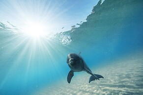 The Reef at Atlantis