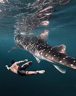 Badian Island Wellness Resort