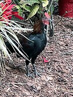 The Grand Guesthouse