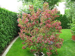 Hotel Kriemhild am Hirschgarten