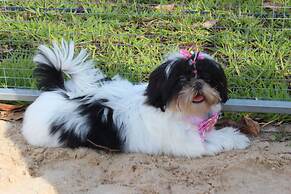 ibis Styles Rio Preto Monte Líbano