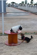 ibis Styles Rio Preto Monte Líbano