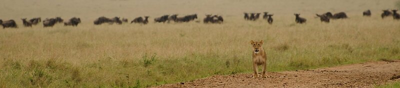Muthu Keekorok Lodge, Maasai Mara, Narok