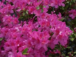 Hilton Garden Inn Mobile West I-65/Airport Blvd