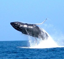 Sandcastle Resort and Club