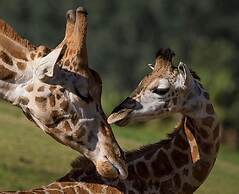 Courtyard by Marriott San Diego Airport/Liberty Station