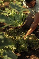 The Westin Turtle Bay Resort & Spa, Mauritius