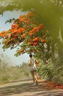 The Westin Turtle Bay Resort & Spa, Mauritius