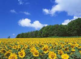 Hilton Niseko Village