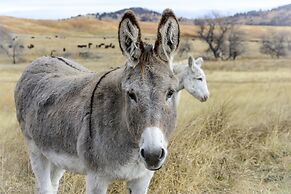 Holiday Inn Express Hotel & Suites Custer by IHG