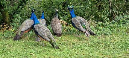 Great Trethew Manor Hotel & Restaurant