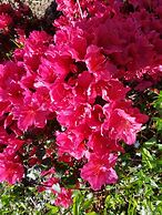 Great Trethew Manor Hotel & Restaurant