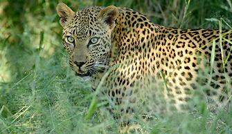 Lion Sands Tinga Lodge