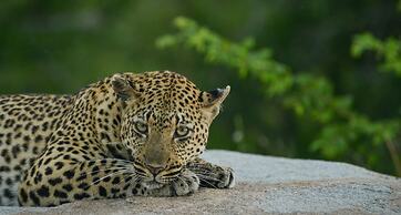 Lion Sands Tinga Lodge