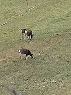 Cle Elum Travelers Inn