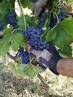Azienda Agricola Baccagnano