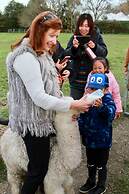 Silverstream Alpaca Farmstay and Tour