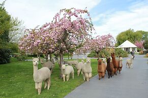 Silverstream Alpaca Farmstay and Tour