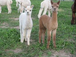Silverstream Alpaca Farmstay and Tour