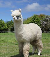Silverstream Alpaca Farmstay and Tour