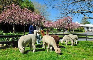 Silverstream Alpaca Farmstay and Tour