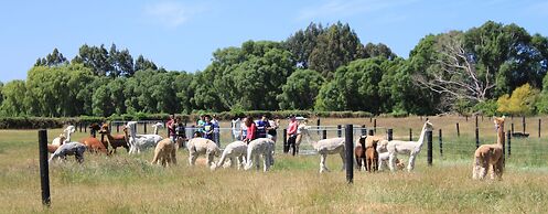 Silverstream Alpaca Farmstay and Tour
